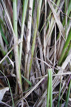 Carex paniculata \ Rispen-Segge / Greater Tussock Sedge, D Eich 30.6.2015