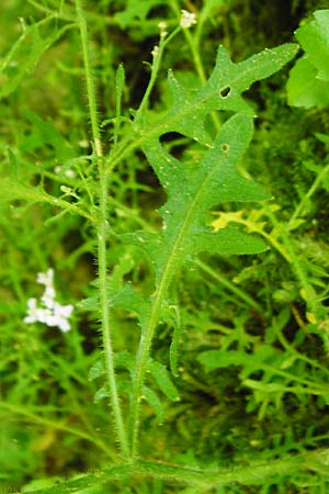 Arabidopsis arenosa \ Sand- / Sand Rock-Cress, D Beuron 11.7.2015