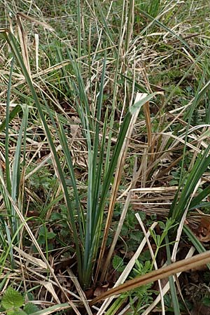 Carex acutiformis \ Sumpf-Segge / Lesser Pond Sedge, D Kraichgau, Malsch 8.4.2016
