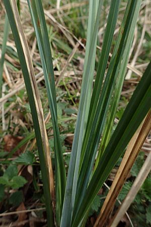 Carex acutiformis \ Sumpf-Segge / Lesser Pond Sedge, D Kraichgau, Malsch 8.4.2016