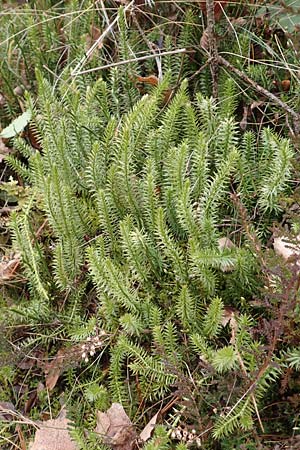 Lycopodium annotinum \ Wald-Brlapp / Interrupted Clubmoss, D Odenwald, Beerfelden 18.2.2017