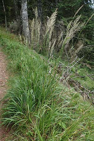 Calamagrostis arundinacea / Bunch Grass, D Black-Forest, Belchen 22.7.2017