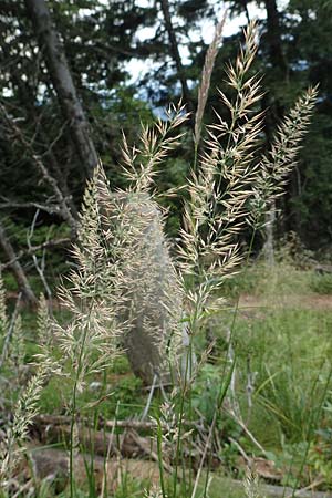 Calamagrostis arundinacea / Bunch Grass, D Black-Forest, Belchen 22.7.2017