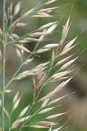 Calamagrostis arundinacea \ Wald-Reitgras / Bunch Grass, D Schwarzwald/Black-Forest, Belchen 22.7.2017