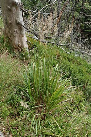 Calamagrostis arundinacea \ Wald-Reitgras / Bunch Grass, D Schwarzwald/Black-Forest, Belchen 22.7.2017