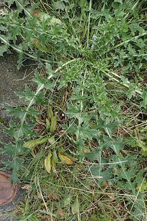 Carduus acanthoides \ Weg-Distel / Welted Thistle, D Mannheim 17.9.2017