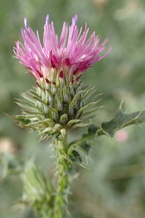 Carduus acanthoides \ Weg-Distel / Welted Thistle, D Mannheim 17.9.2017