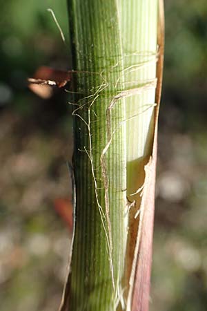 Carex acutiformis \ Sumpf-Segge / Lesser Pond Sedge, D Bensheim 7.4.2018