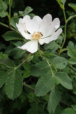 Rosa caesia \ Lederblttrige Rose, Graugrne Rose, D Breuberg 13.5.2018