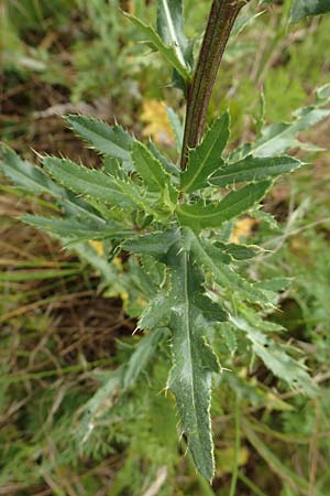 Cirsium arvense \ Acker-Kratzdistel / Creeping Thistle, D Grünstadt-Asselheim 21.6.2018