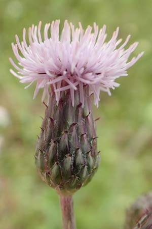 Cirsium arvense \ Acker-Kratzdistel / Creeping Thistle, D Grünstadt-Asselheim 21.6.2018