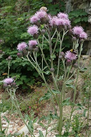 Cirsium arvense \ Acker-Kratzdistel / Creeping Thistle, D Spaichingen 26.6.2018