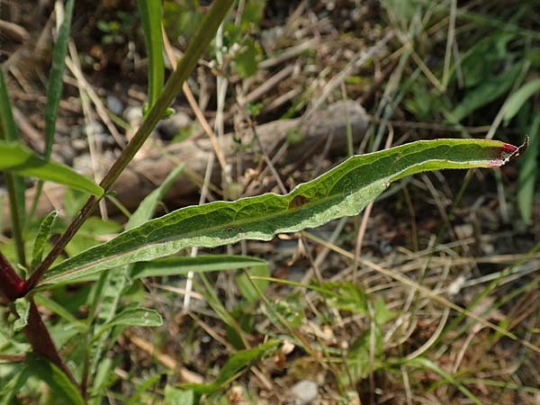 Centaurea pannonica \ stliche Schmalblttrige Flockenblume / Eastern Narrow-Leaved Brown Knapweed, D Philippsburg 7.7.2018