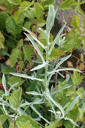 Centaurea pannonica / Eastern Narrow-Leaved Brown Knapweed, D Philippsburg 7.7.2018