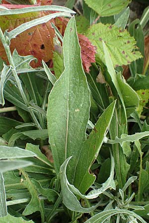 Centaurea pannonica \ stliche Schmalblttrige Flockenblume, D Philippsburg 7.7.2018