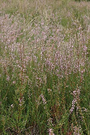 Calluna vulgaris / Heather, D Schwetzingen 3.9.2018