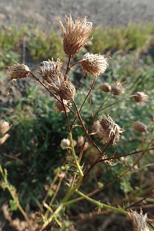 Cirsium arvense \ Acker-Kratzdistel / Creeping Thistle, D Hattersheim-Eddersheim 5.9.2018