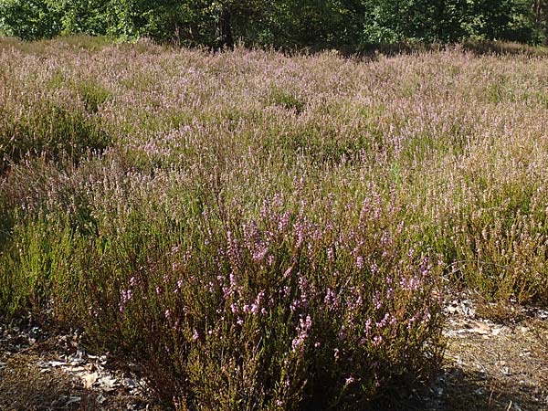 Calluna vulgaris \ Heidekraut, Besen-Heide / Heather, D Schwetzingen 11.9.2018