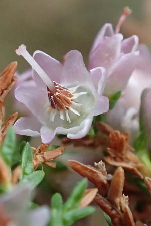 Calluna vulgaris \ Heidekraut, Besen-Heide / Heather, D Wachenheim 23.9.2018