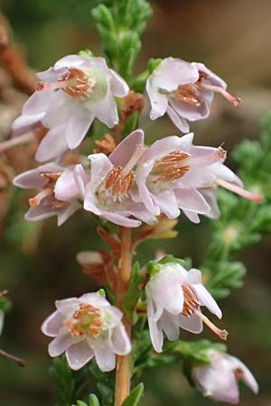 Calluna vulgaris \ Heidekraut, Besen-Heide / Heather, D Wachenheim 23.9.2018