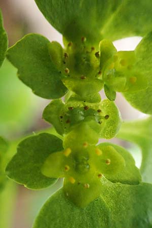Chrysosplenium alternifolium \ Wechselblättriges Milzkraut, Gold-Milzkraut / Alternate-Leaved Golden-Saxifrage, D Schalksmühle 25.4.2019