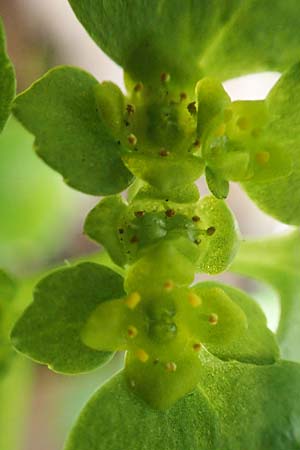 Chrysosplenium alternifolium / Alternate-Leaved Golden-Saxifrage, D Schalksmühle 25.4.2019