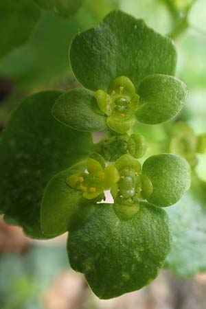 Chrysosplenium alternifolium \ Wechselblttriges Milzkraut, Gold-Milzkraut / Alternate-Leaved Golden-Saxifrage, D Schalksmühle 25.4.2019