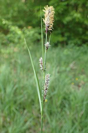 Carex acutiformis \ Sumpf-Segge / Lesser Pond Sedge, D Dreieich 19.5.2019