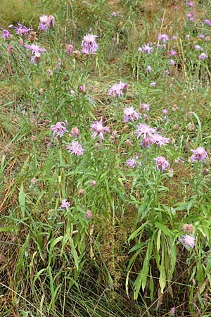 Centaurea pannonica \ Östliche Schmalblättrige Flockenblume, D Ronshausen 29.7.2019
