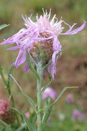 Centaurea pannonica \ stliche Schmalblttrige Flockenblume / Eastern Narrow-Leaved Brown Knapweed, D Ronshausen 29.7.2019