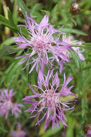 Centaurea pannonica / Eastern Narrow-Leaved Brown Knapweed, D Ronshausen 29.7.2019