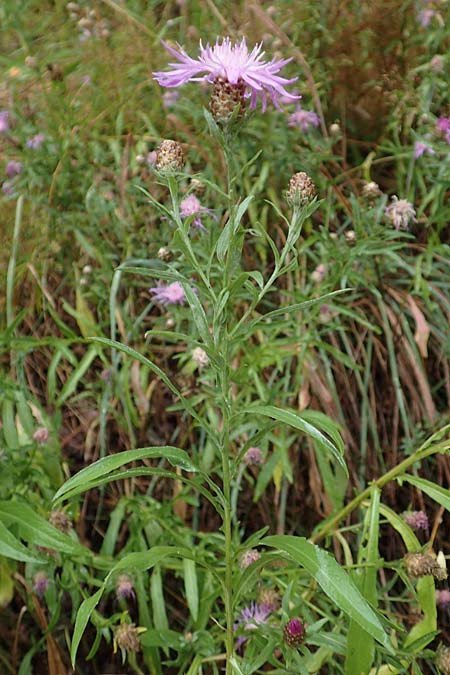 Centaurea pannonica \ stliche Schmalblttrige Flockenblume / Eastern Narrow-Leaved Brown Knapweed, D Ronshausen 29.7.2019