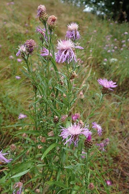 Centaurea pannonica \ stliche Schmalblttrige Flockenblume / Eastern Narrow-Leaved Brown Knapweed, D Ronshausen 29.7.2019