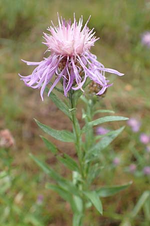 Centaurea pannonica \ stliche Schmalblttrige Flockenblume / Eastern Narrow-Leaved Brown Knapweed, D Ronshausen 29.7.2019