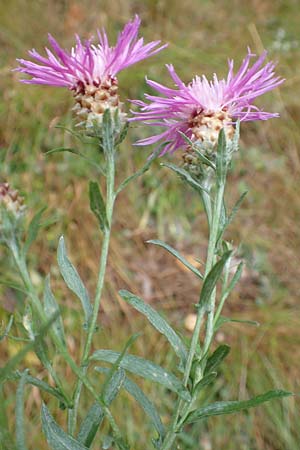 Centaurea pannonica \ stliche Schmalblttrige Flockenblume, D Ronshausen 29.7.2019