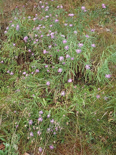 Centaurea pannonica \ Östliche Schmalblättrige Flockenblume, D Ronshausen 29.7.2019