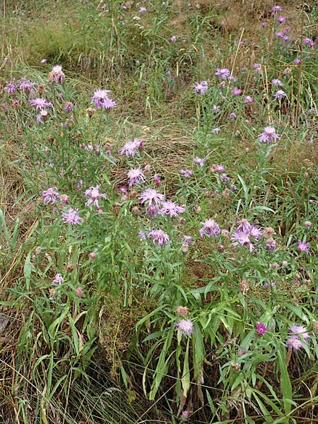 Centaurea pannonica \ stliche Schmalblttrige Flockenblume / Eastern Narrow-Leaved Brown Knapweed, D Ronshausen 29.7.2019