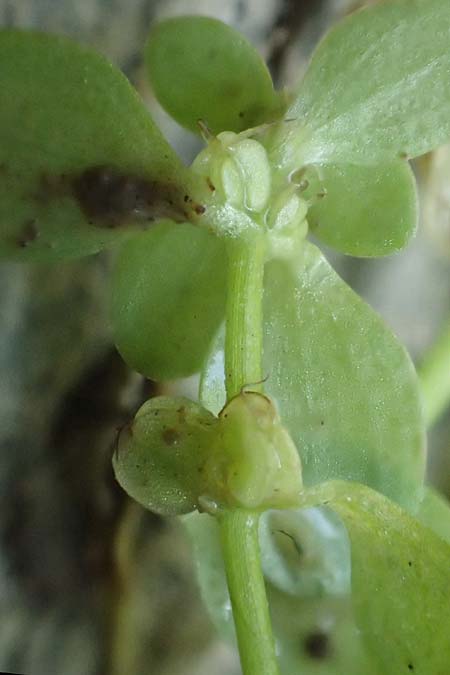 Callitriche cophocarpa \ Stumpfkantiger Wasserstern / Long-Styled Water Starwort, D Vaihingen-Ensingen 11.9.2019