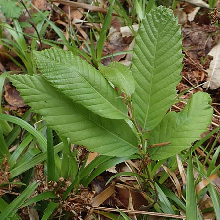 Castanea sativa \ Edel-Kastanie, Ess-Kastanie / Sweet Chestnut, D Heidelberg 3.5.2020