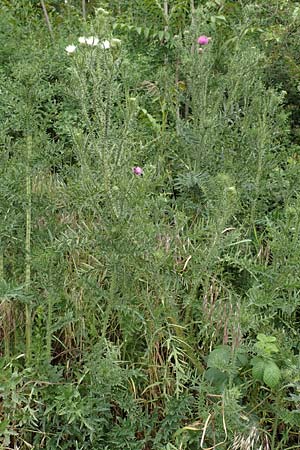 Carduus acanthoides \ Weg-Distel / Welted Thistle, D Mannheim 13.5.2020