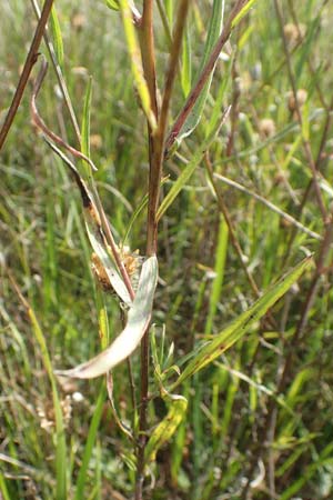 Centaurea pannonica / Eastern Narrow-Leaved Brown Knapweed, D Brandenburg, Havelaue-Strodehne 17.9.2020