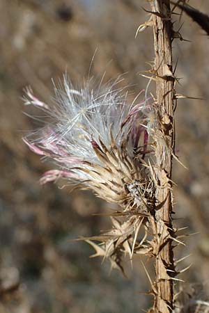 Carduus acanthoides \ Weg-Distel / Welted Thistle, D Ludwigshafen 11.10.2020