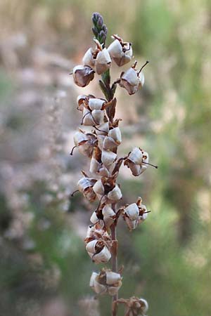 Calluna vulgaris \ Heidekraut, Besen-Heide, D Bad Dürkheim 25.2.2021