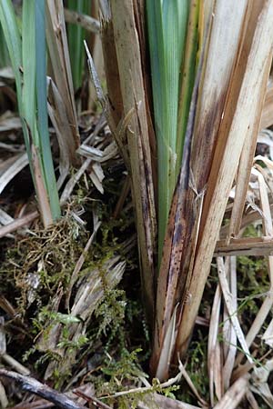 Carex acutiformis \ Sumpf-Segge / Lesser Pond Sedge, D Neuleiningen 15.5.2021