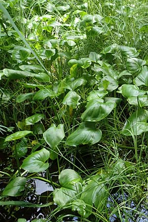 Calla palustris \ Sumpf-Calla / Bog Arum, D Kaiserslautern 7.7.2021