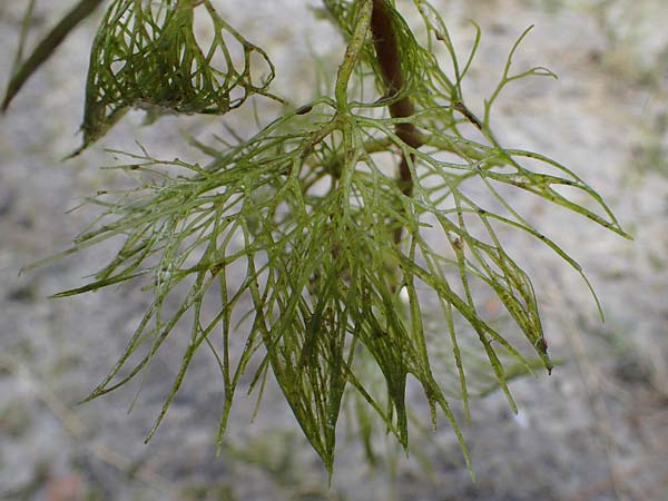 Cabomba caroliniana \ Feinblttrige Haarnixe, Riesen-Haarnixe / Carolina Fanwort, Green Cabomba, D Teverener Heide 10.8.2021