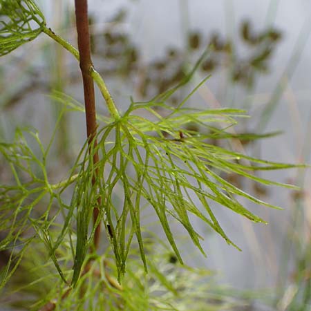 Cabomba caroliniana \ Feinblttrige Haarnixe, Riesen-Haarnixe, D Teverener Heide 10.8.2021