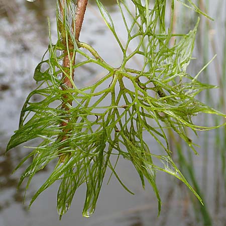 Cabomba caroliniana \ Feinblttrige Haarnixe, Riesen-Haarnixe / Carolina Fanwort, Green Cabomba, D Teverener Heide 10.8.2021