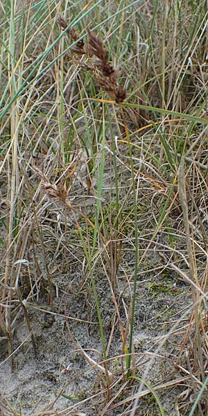 Carex arenaria \ Sand-Segge / Sand Sedge, D Hohwacht 13.9.2021