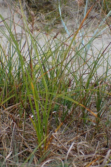 Carex arenaria \ Sand-Segge / Sand Sedge, D Hohwacht 13.9.2021